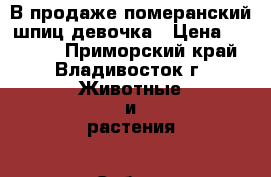 В продаже померанский шпиц девочка › Цена ­ 55 000 - Приморский край, Владивосток г. Животные и растения » Собаки   . Приморский край,Владивосток г.